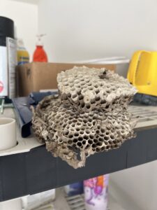 A large, empty wasp nest found on a shelf, indicating a past pest problem handled by Iron City Pest in Birmingham, AL.