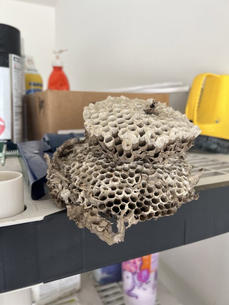 A large, empty wasp nest found on a shelf, indicating a past pest problem handled by Iron City Pest in Birmingham, AL.