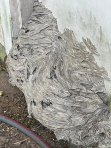 A large wasp nest attached to the side of a building, indicating a pest control need for Ace Services of NW La, LLC in Bossier City, LA