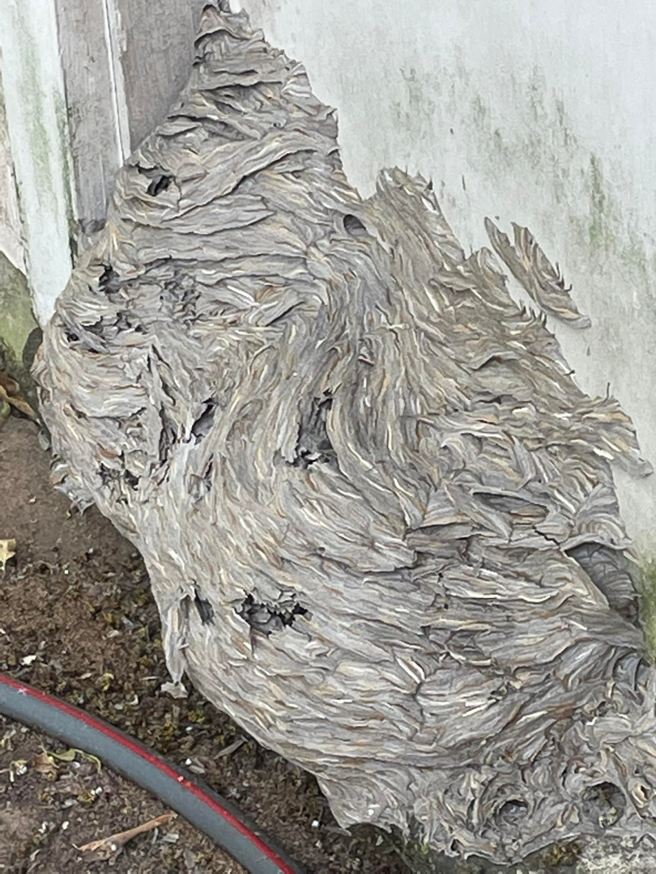 A large wasp nest attached to the side of a building, indicating a pest control need for Ace Services of NW La, LLC in Bossier City, LA