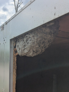 A large wasp nest built into the side of a building, indicating a pest control job by Kulyk Exterminators Inc in Buffalo, NY.