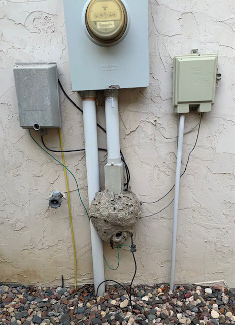 A large wasp nest attached to an exterior wall near utility connections, showing a pest problem in Wayzata, MN.