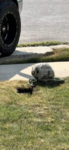 A large wasp or hornet nest found on the ground, indicating a pest problem handled by Pure Pest Solutions in North Ogden, UT.