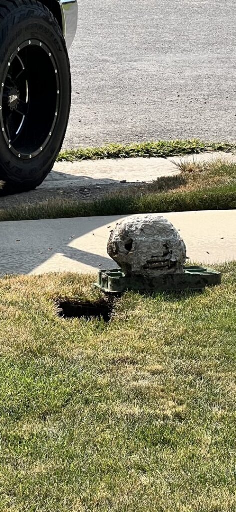 A large wasp or hornet nest found on the ground, indicating a pest problem handled by Pure Pest Solutions in North Ogden, UT.