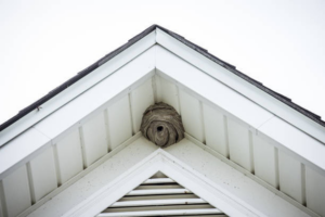 A large wasp nest visible under the eaves of a white house, indicating a pest problem for Ares Pest Control in Biddeford, ME.