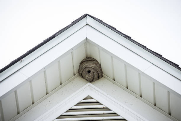 A large wasp nest visible under the eaves of a white house, indicating a pest problem for Ares Pest Control in Biddeford, ME.