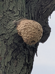 A large wasp nest attached to a tree, indicating a pest control need from Bugz Pest Management in Plymouth, IN