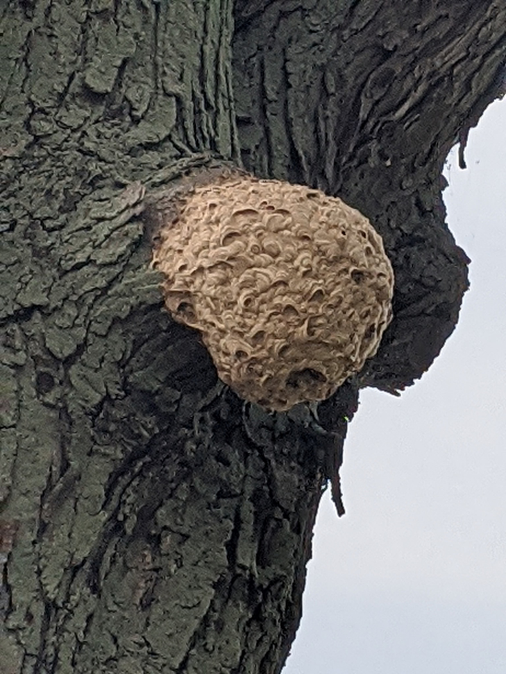 A large wasp nest attached to a tree, indicating a pest control need from Bugz Pest Management in Plymouth, IN