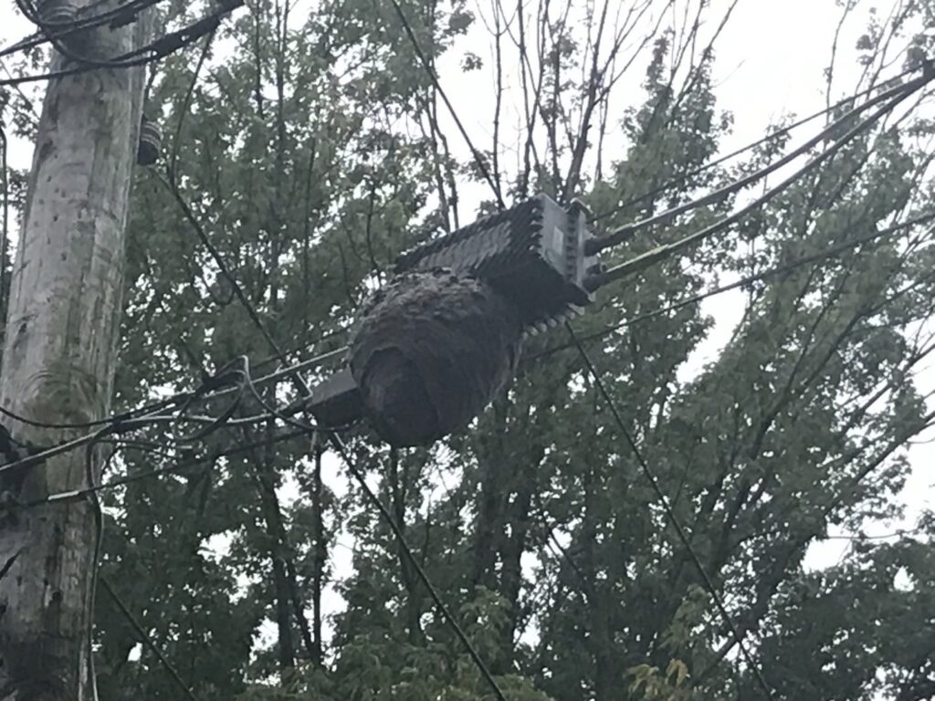 A large wasp or hornet nest on a utility pole, indicating a pest control service need for Perimetek Pest Management in East Syracuse, NY.