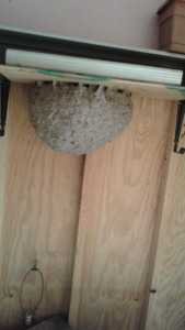A large wasp or hornet nest found on a wooden shelf, requiring removal by AP Pest Control in Buffalo, NY.