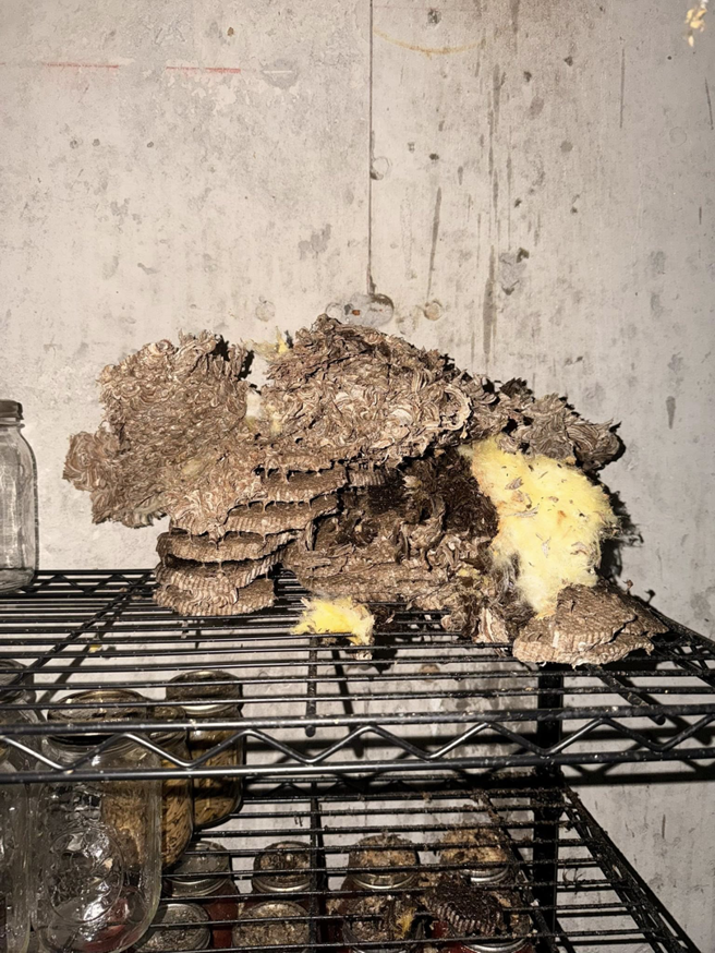 A large wasp or hornet nest found on a shelf, ready for removal by Neighborhood Pest Control in Las Vegas, NV.
