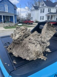 A large wasp nest removed and placed on a pickup truck by Ramer Pest Control in Fort Wayne, IN.