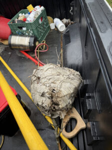 A large wasp nest removed and placed in the back of a Nex Pro Pest Control truck in Atlanta, GA