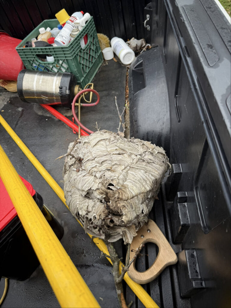 A large wasp nest removed and placed in the back of a Nex Pro Pest Control truck in Atlanta, GA