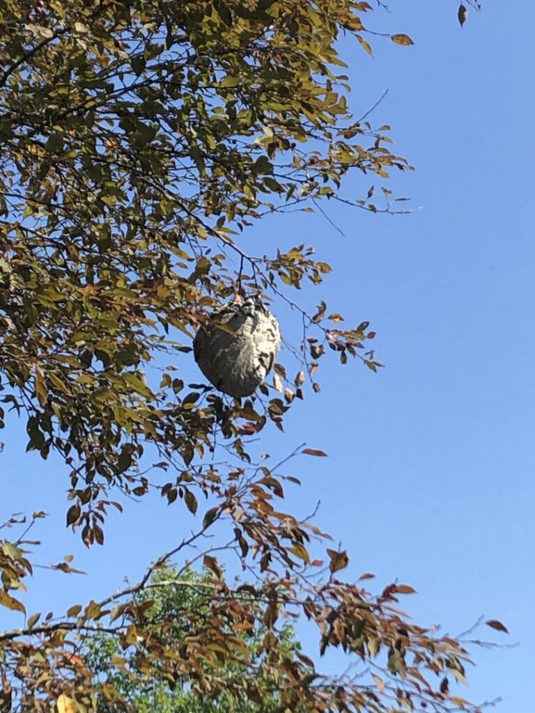 A large wasp nest hanging from a tree branch, indicating a pest control job for Antix Pest Control in Canton, OH.