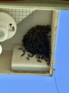 A large wasp nest with many wasps visible under a building eave, requiring pest control from El Valle Pest Control in El Paso, TX