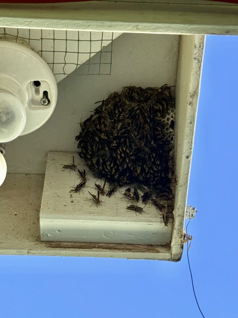 A large wasp nest with many wasps visible under a building eave, requiring pest control from El Valle Pest Control in El Paso, TX