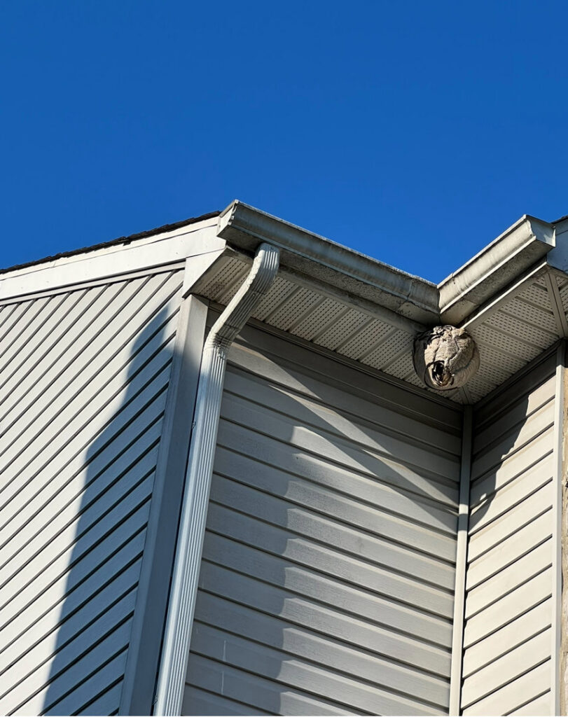A large wasp or hornet nest visible under the eaves of a house, a common pest control issue handled by Bed Bug and Pest Removal LLC in Baltimore, MD.