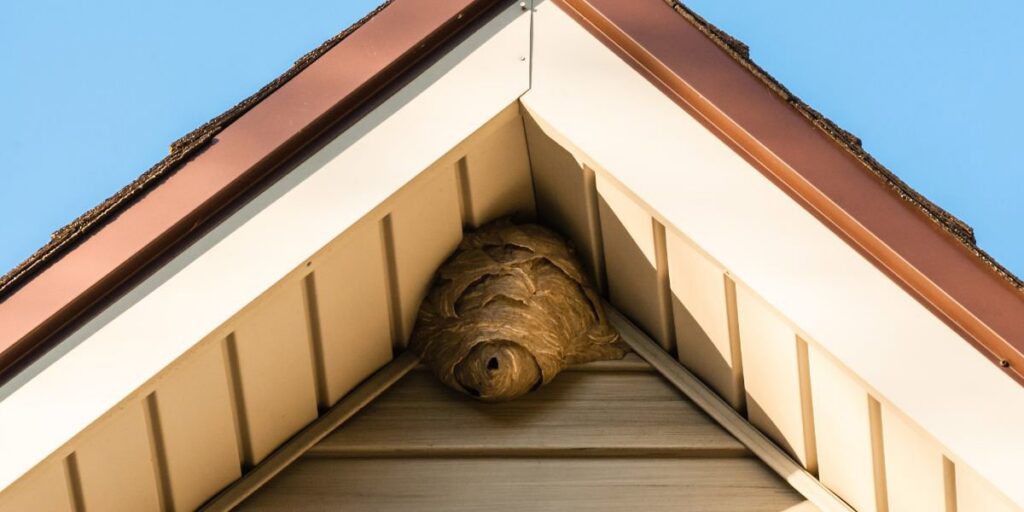 A large wasp nest found under the eaves of a house, ready for removal by Rays Property maintenance and Pest Control in Churchville, NY