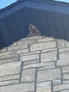 A large wasp or hornet nest visible under the eaves of a roof, indicating a pest control need for Reliable Pest Management in Springfield, MO.