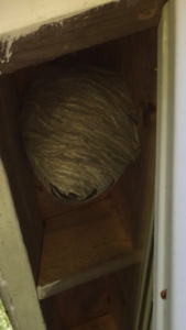 A large wasp or hornet nest found under the eaves of a building, indicating a pest control job for Syracuse Exterminating in Syracuse, NY
