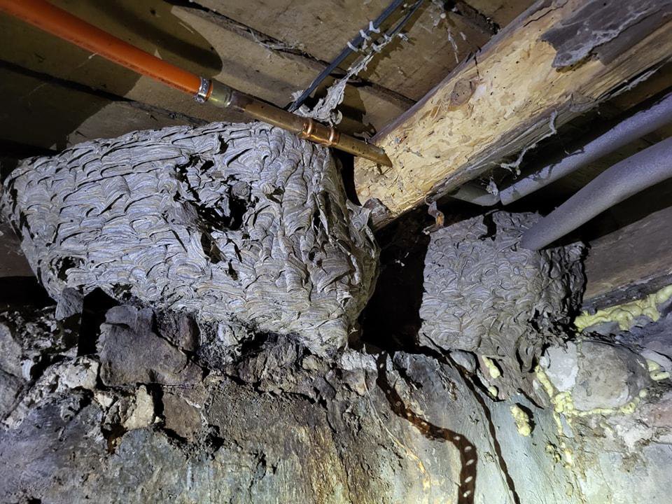 Multiple large wasp nests, likely hornets or yellow jackets, found under a structure by Optimum Pest Pros, LLC. in Canandaigua, NY.