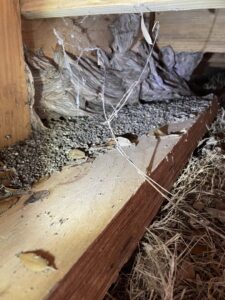 Large wasp nests visible under a wooden structure, indicating a pest control job for Pest Trappers in San Antonio, TX.