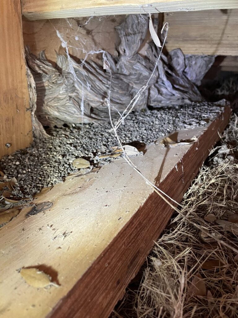 Large wasp nests visible under a wooden structure, indicating a pest control job for Pest Trappers in San Antonio, TX.