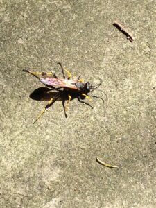 A large yellow and black wasp or hornet resting on a concrete surface, a common pest in Randolph, NY.