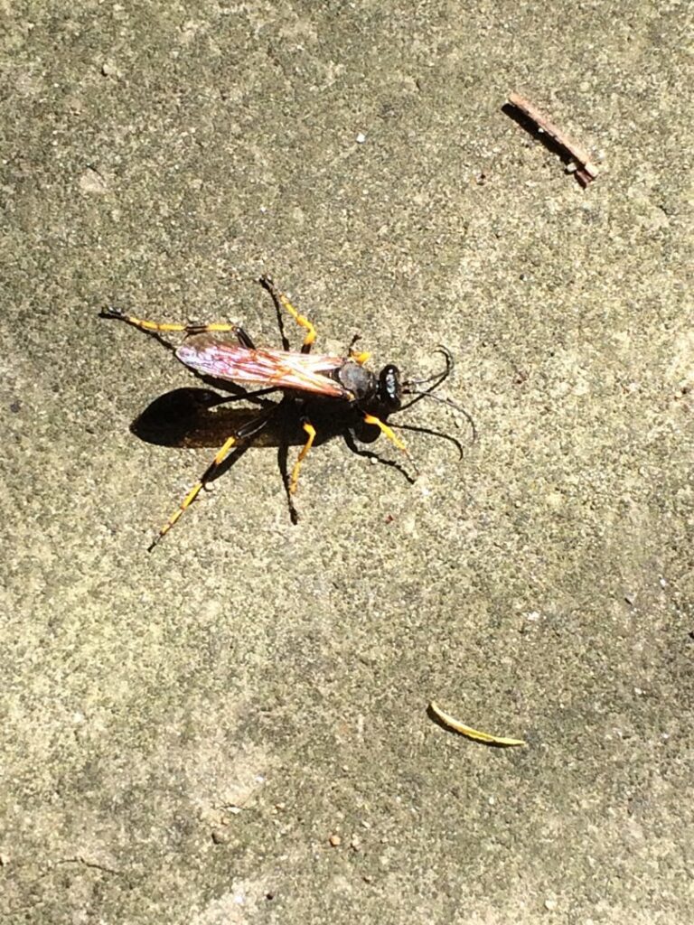 A large yellow and black wasp or hornet resting on a concrete surface, a common pest in Randolph, NY.