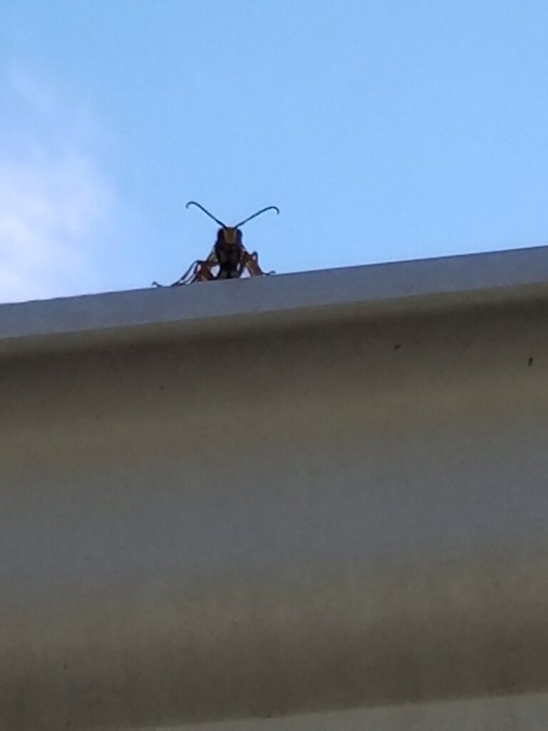 A large wasp or hornet perched on a roofline or gutter, indicating a potential pest issue for Mayday Pest Management in Tulsa, OK.