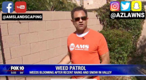 A lawn care expert from Eli Hall discussing weed control for a news segment in Phoenix, AZ