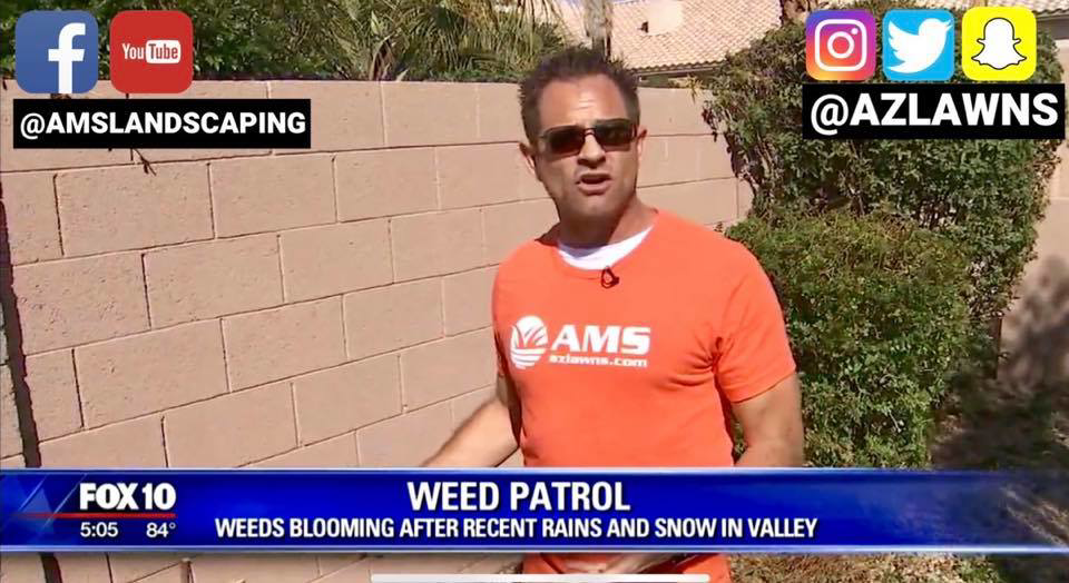 A lawn care expert from Eli Hall discussing weed control for a news segment in Phoenix, AZ