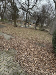 A lawn covered in fallen leaves, indicating leaf removal services by Geno's Father & Son Lawn Services Llc in Hammond, IN