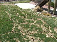 Lawn showing extensive damage from moles or voles, indicating a need for pest control from Allstate Animal Control in Elizabeth, NJ.
