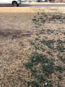 A lawn with patches of dead grass and green weeds, indicating a need for weed control services from Horizon Pest Control in Carlsbad, NM.