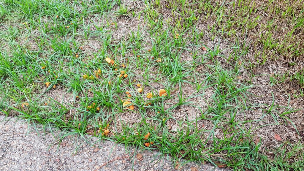 A lawn showing signs of orange fungi, indicating a potential pest or disease issue for Safari Termite and Pest Control in Jacksonville, FL.