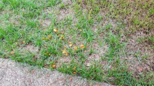 A lawn showing signs of orange fungi, indicating a potential pest or disease issue for Safari Termite and Pest Control in Jacksonville, FL.