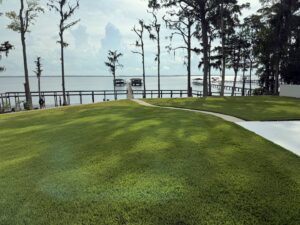 A lawn showing brown patches, indicating potential pest damage, for Pro Care Lawn and Pest in Jacksonville, FL.