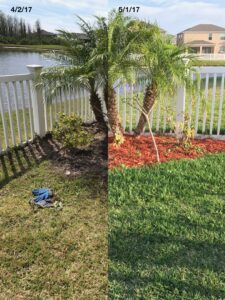 A before and after comparison of a lawn treated for pests and diseases by Grass Monkey Pest Control in Tampa, FL.