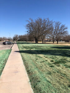 A lawn showing signs of weed treatment along a sidewalk by Horizon Pest Control in Carlsbad, NM.