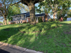 A residential lawn marked with small flags, indicating areas for treatment or landscaping by Miguel Landscaping LLC in Janesville, WI.
