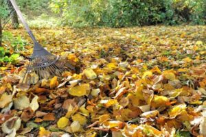 A rake in a large pile of autumn leaves during a yard cleanup by Greener Grounds Lawn and Tree in Birmingham, AL