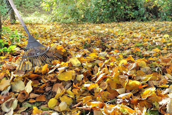 A rake in a large pile of autumn leaves during a yard cleanup by Greener Grounds Lawn and Tree in Birmingham, AL