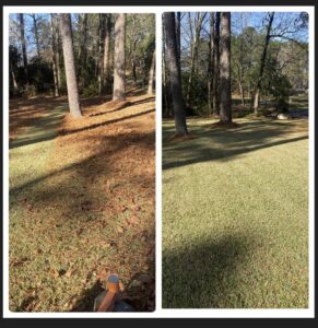 A before and after comparison showing a lawn after leaf removal and mowing by Cenla Lawn Pros in Alexandria, LA