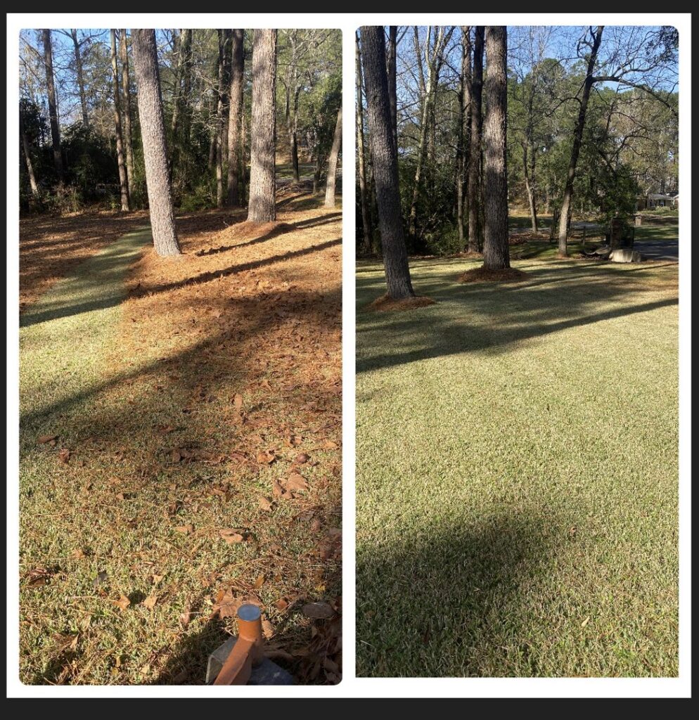 A before and after comparison showing a lawn after leaf removal and mowing by Cenla Lawn Pros in Alexandria, LA