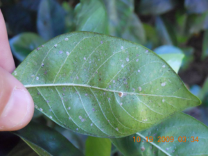 A close-up of a leaf infested with scale insects, showing a common pest problem addressed by Nature's Finest in Tallahassee, FL.
