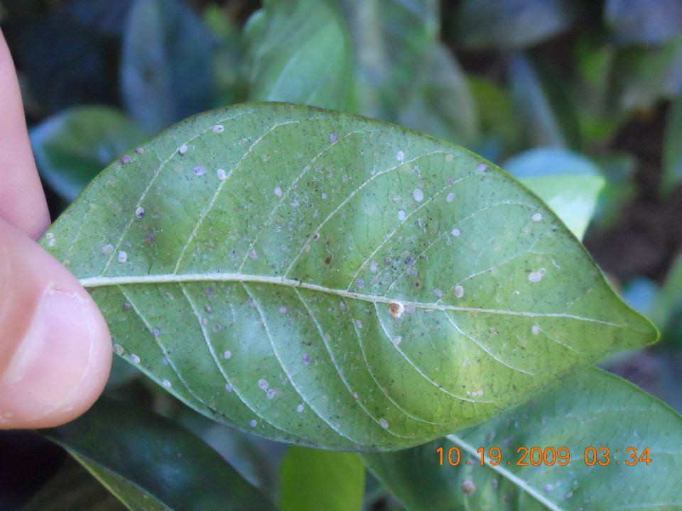 A close-up of a leaf infested with scale insects, showing a common pest problem addressed by Nature's Finest in Tallahassee, FL.