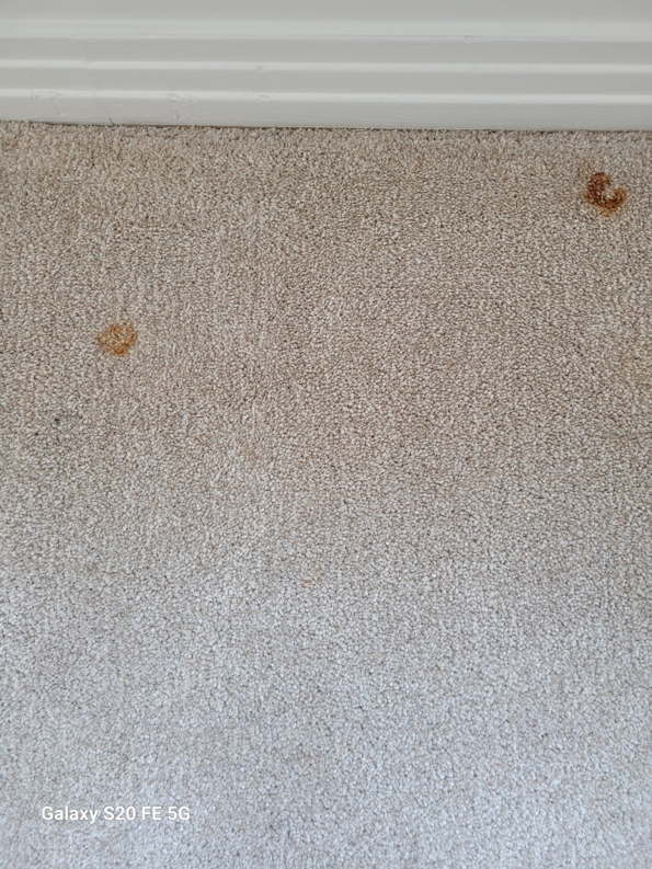 A light-colored carpet with distinct brown stains, showing the need for professional cleaning by Heaven's Best Carpet Cleaning in San Antonio, TX.
