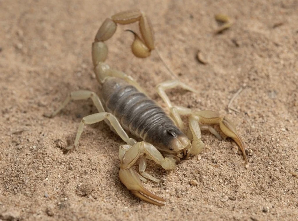 A light-colored scorpion on sandy ground, a pest targeted by C4 Pest Solutions in Wittmann, AZ.